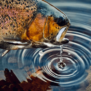 A fish with water dripping from it