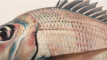 Up close fish painting